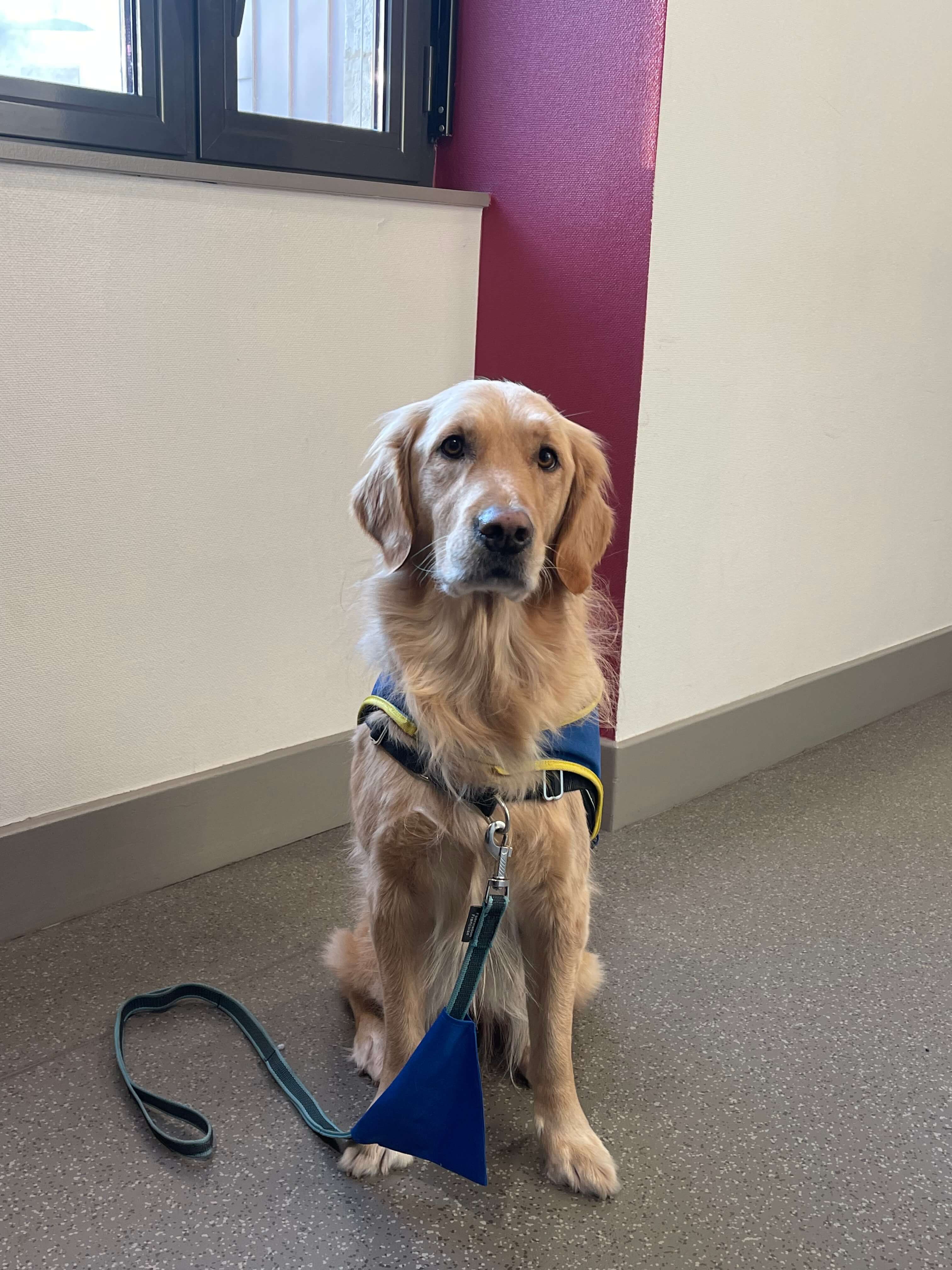 Toundra 1 Chien Assistance